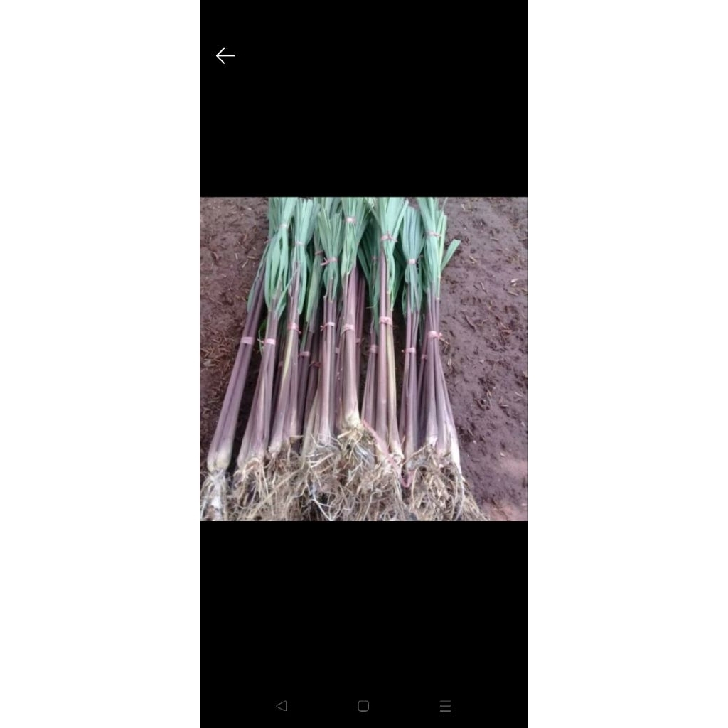 sereh merah masih segar