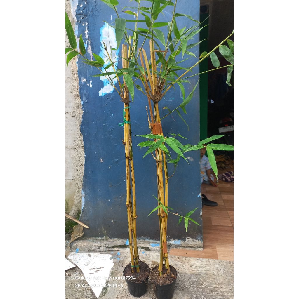 bambu kuning panjang 1meter tumbuh +pot media ranam