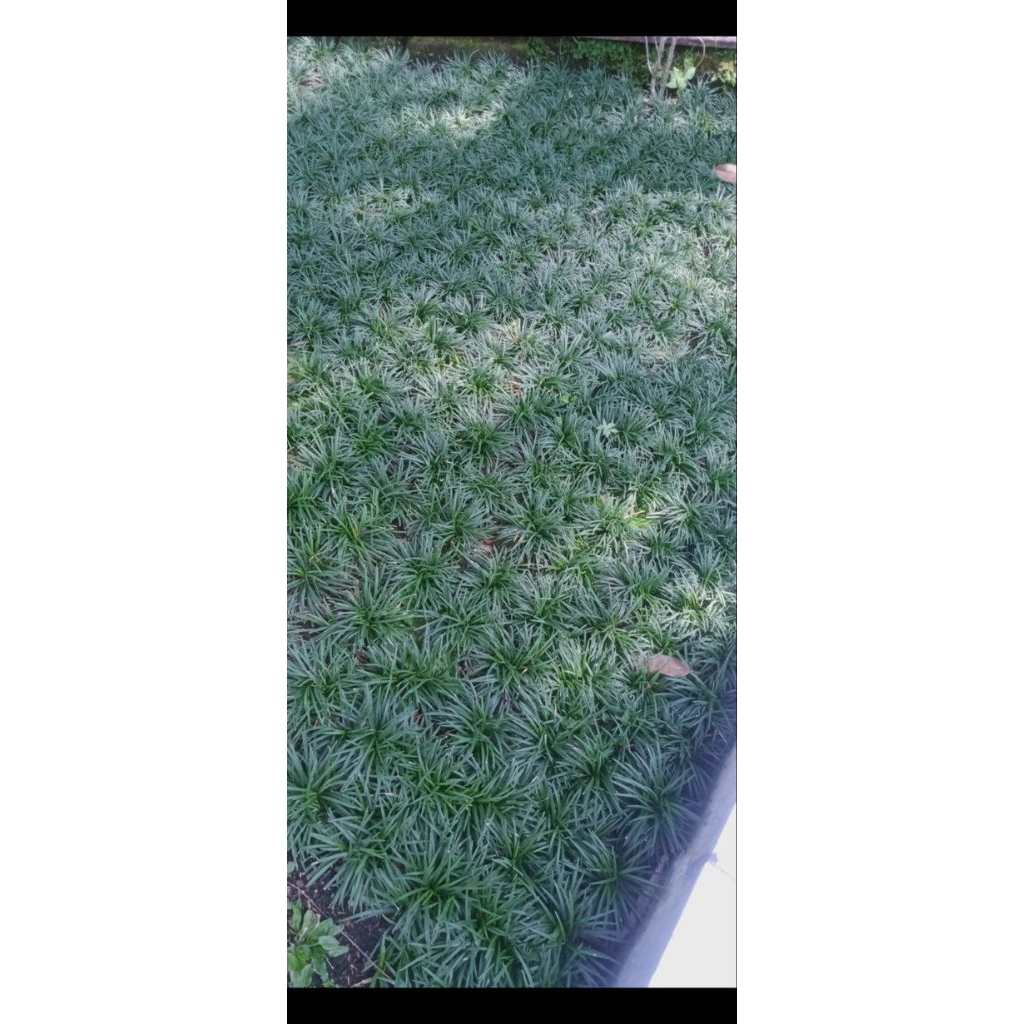 Rumput kucai mini 1 kg