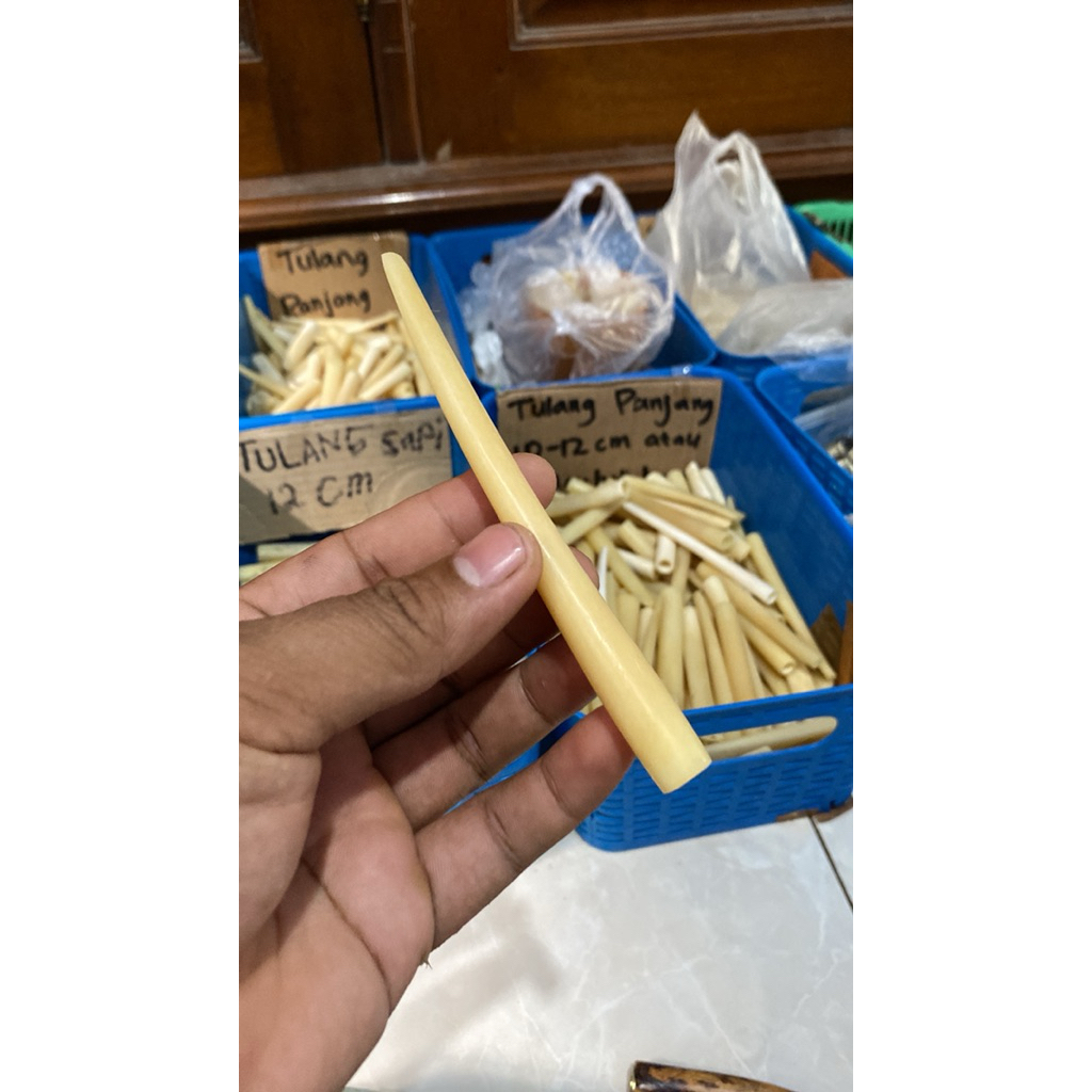 once pipa tulang sapi super panjang