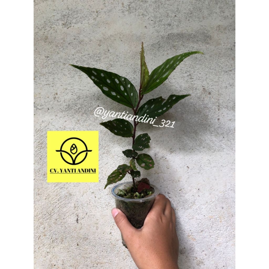 Begonia sp. Menukung
