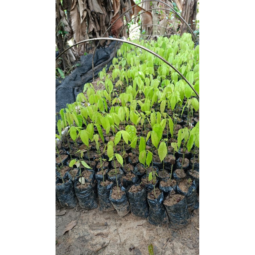 Biji kakao murah dan berkualitas super