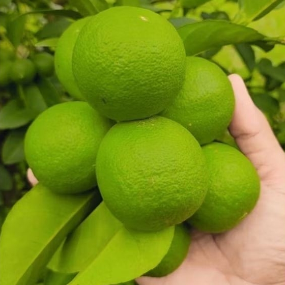 Jeruk Nipis Super Besar Fresh Baru Petik Dari Pohon 1kg