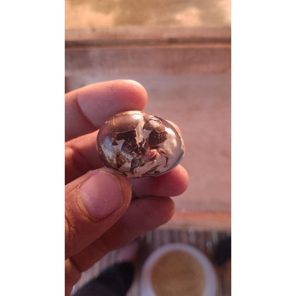 Tapuy puyuh(telur gagal netas) buat umpan pancing lele/pakan alap alap