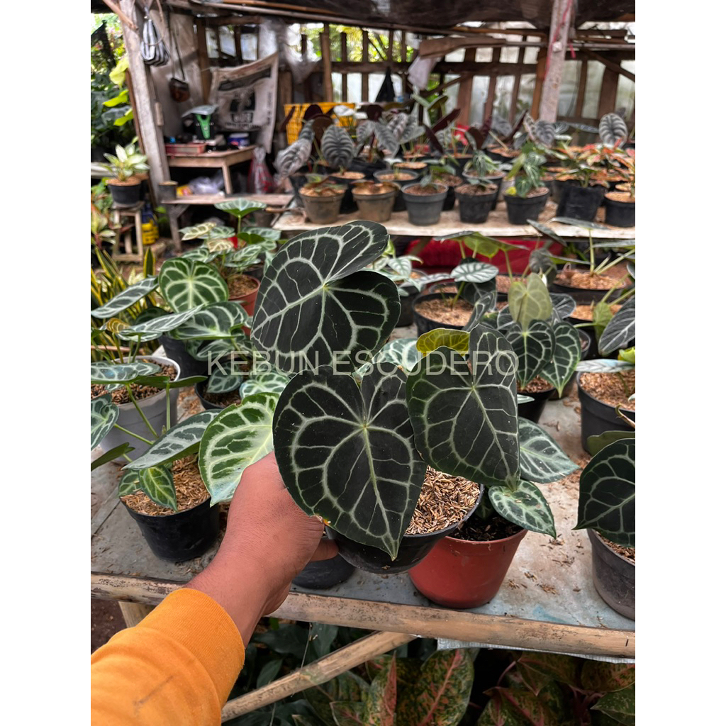 Anthurium Clarinervium - Tanaman Hias Kuping Gajah Clarinervium - Tanaman Hias Kuping Gajah Karet - 