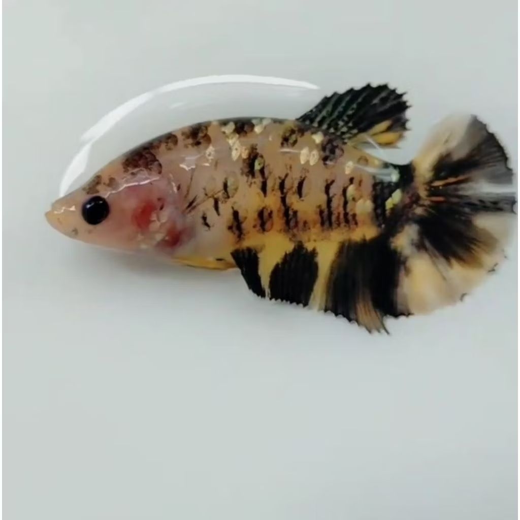 female yellow koi copper | ykc betina