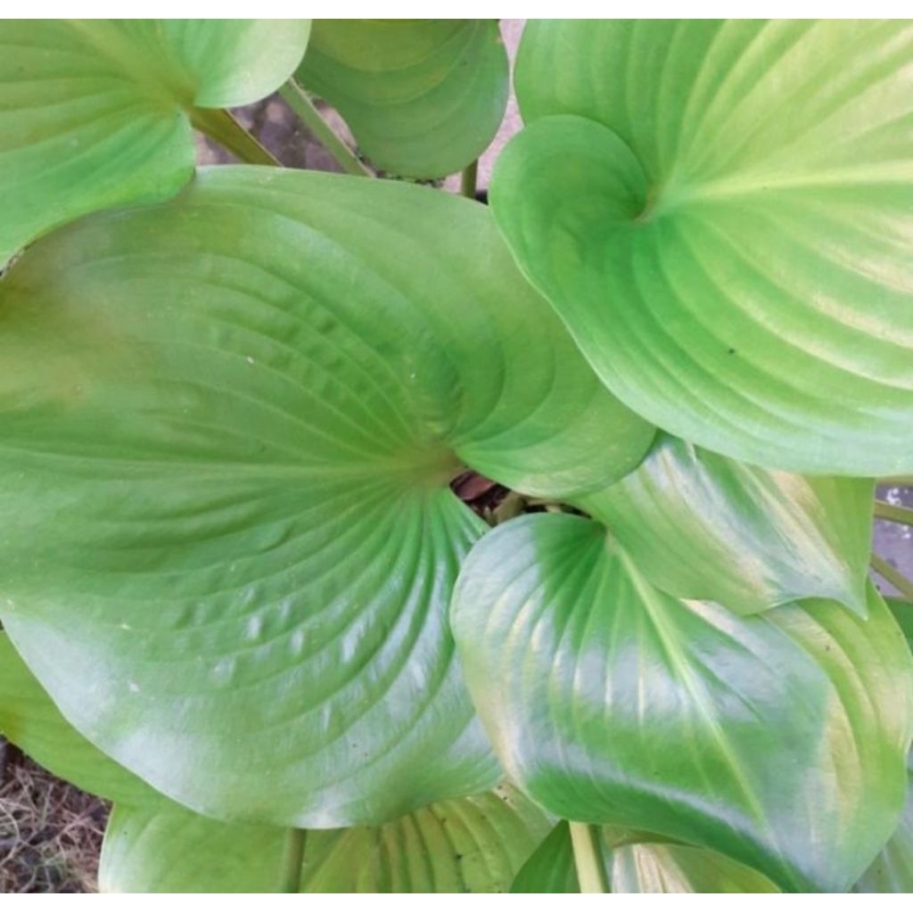 TANAMAN HIAS TAPAK KUDA/HOSTA