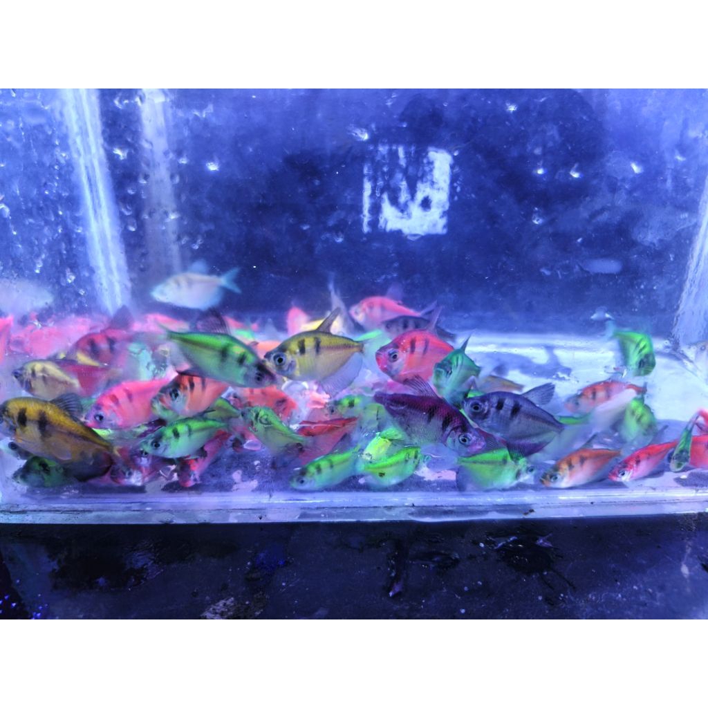 Tiger glofish 30 ekor murah