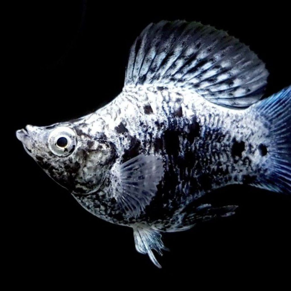 molly balon marble 10pcs