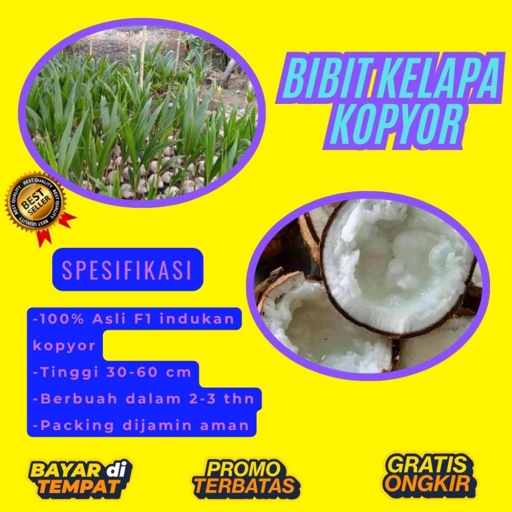 PROMO  Bibit Kelapa Kopyor, Bibit Kelapa Kopyor Asli, Bibit Kelapa Kopyor Bersertifikat