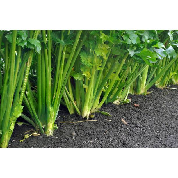 ADA BONUS - Bibit Seledri Batang Besar