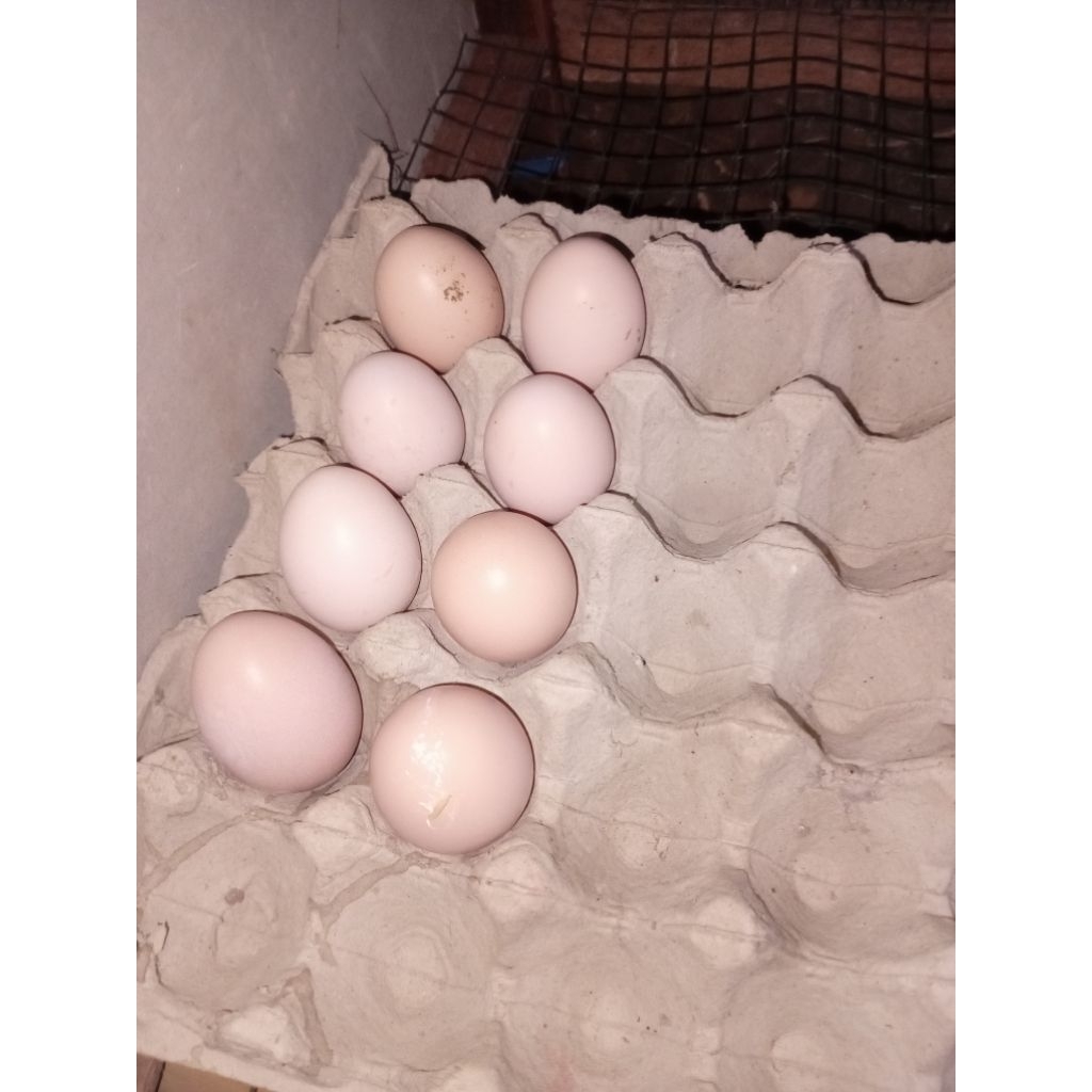 telur fertil ayam KUB