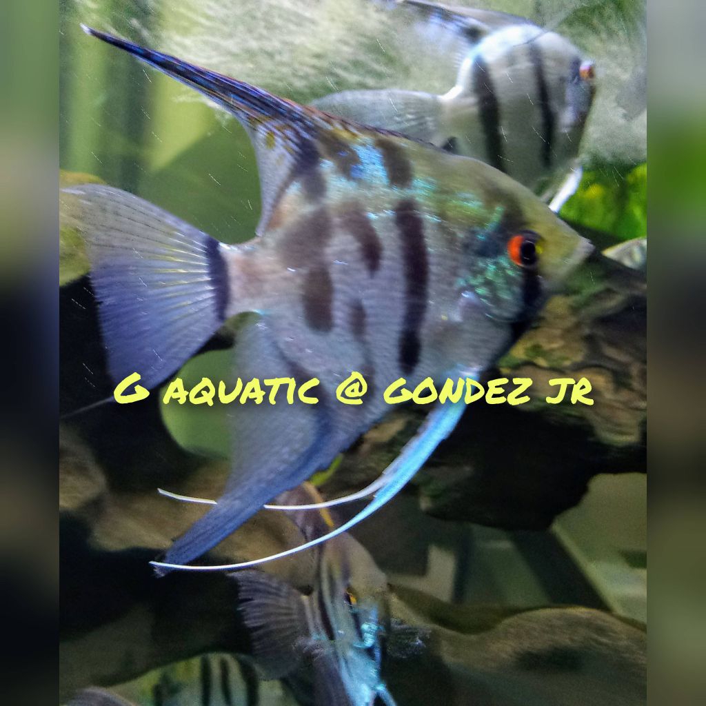 ikan manfish blue clown size L