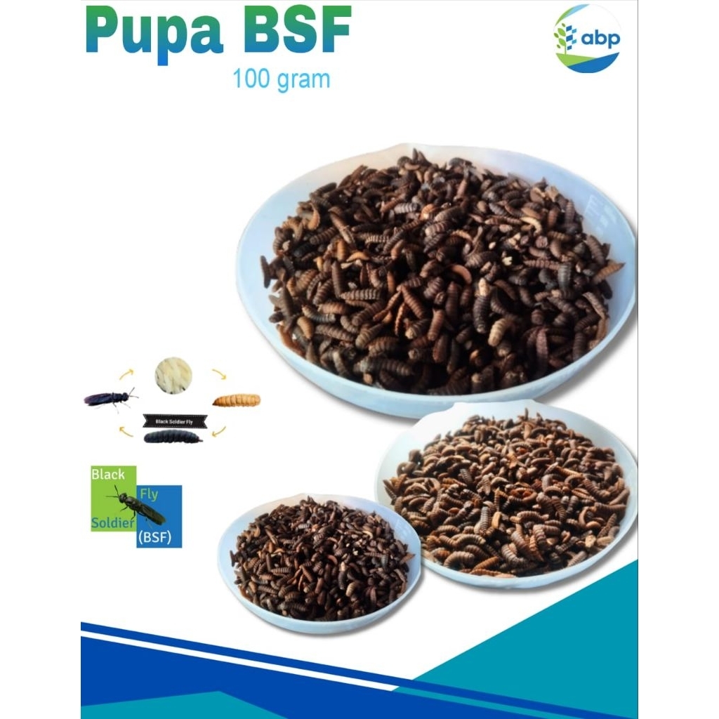 Pupa BSF 100 gram