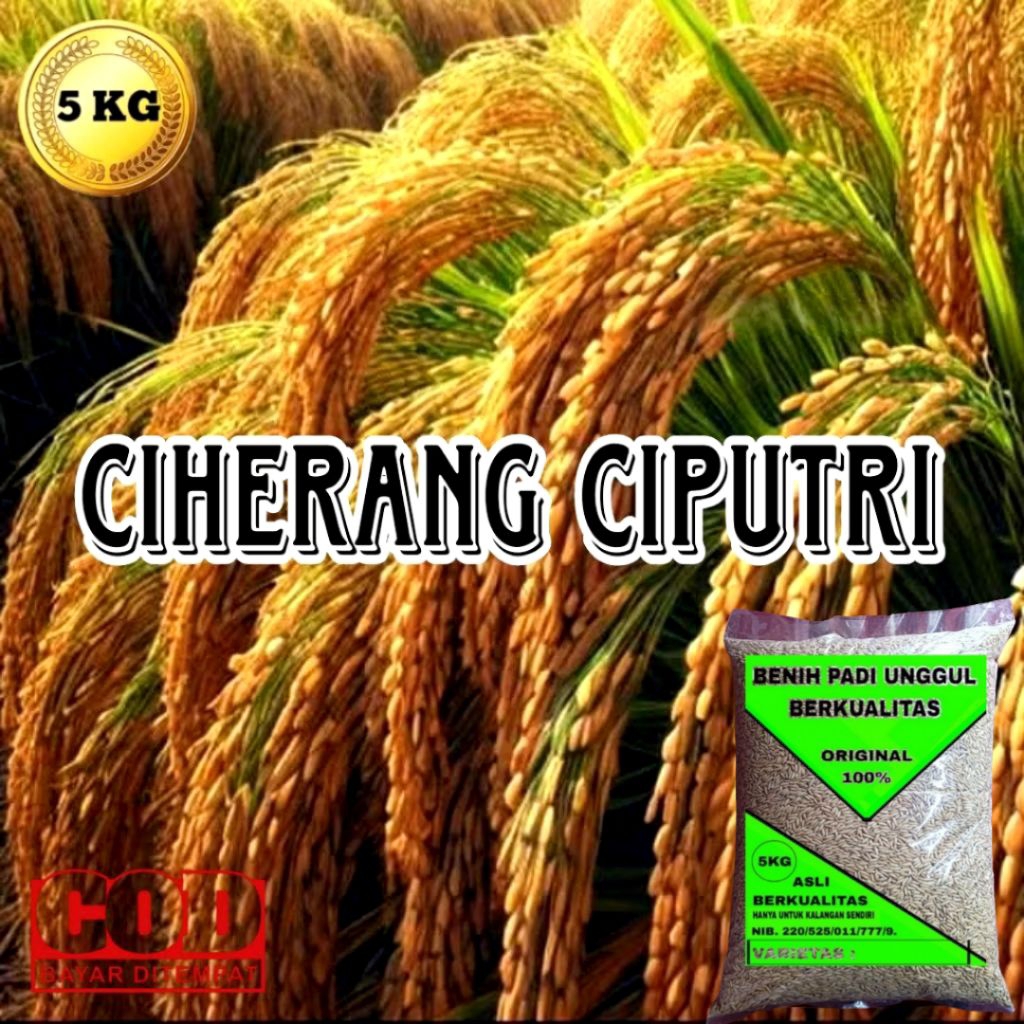 BENIH PADI CIHERANG CIPUTRI (Ciherang Malay panjang) KEMASAN 5KG
