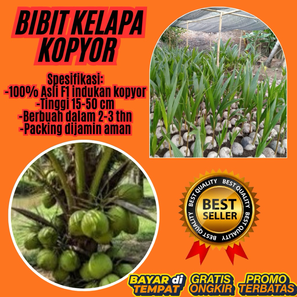 100 % ASLI  Pohon Kelapa Kopyor, Pohon Kelapa Kopyor Asli, Pohon Kelapa Kopyor Bersertifikat