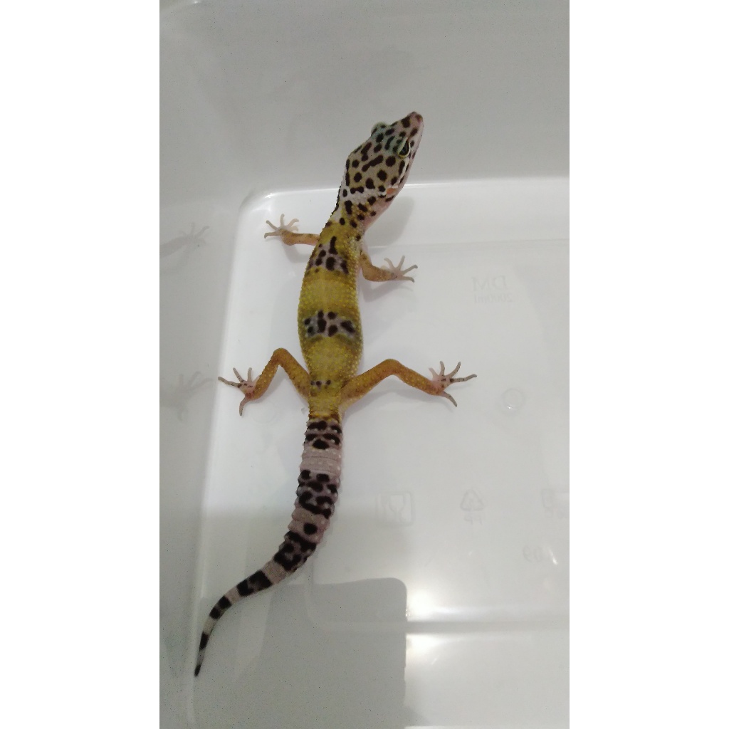 Mainan Gecko Hypo Mack Snow