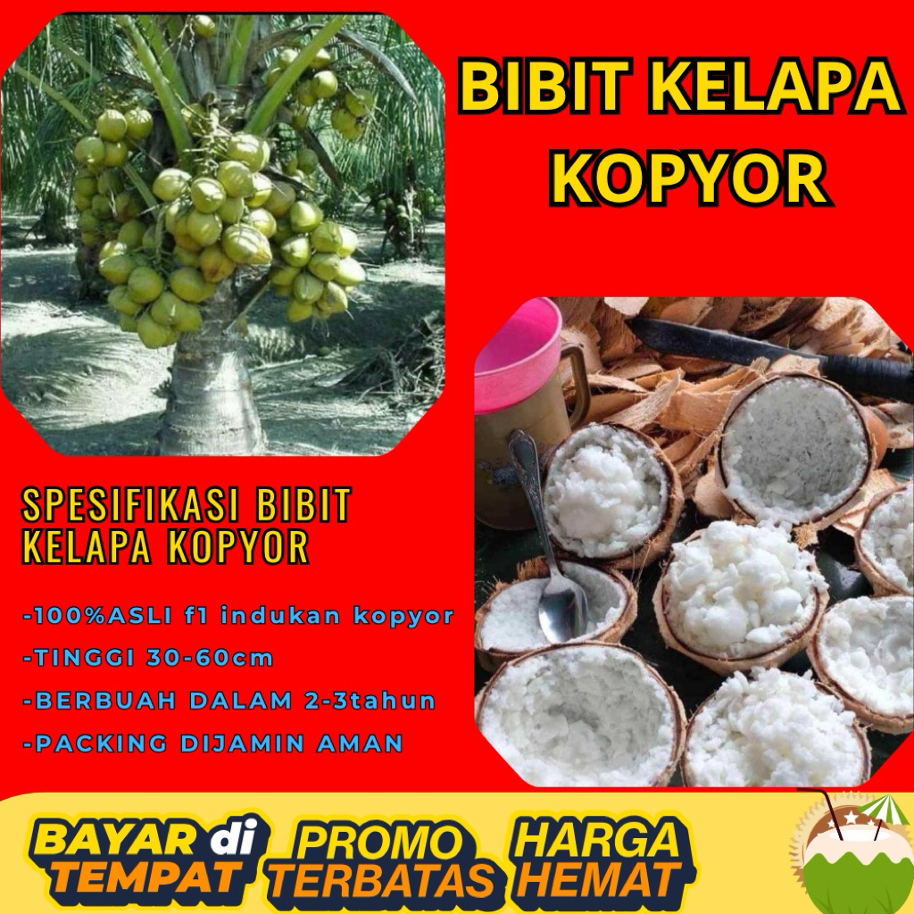 DIJAMIN ASLI  Pohon Kelapa Kopyor Kultur Jaringan
