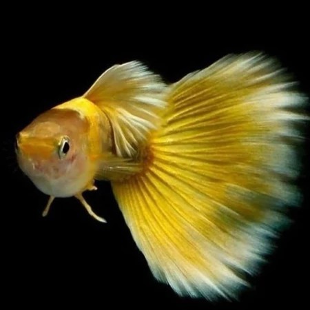 Hiasan Aquarium Gupy Full Gold Juve [sepasang]