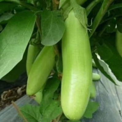 PROMO!! Bibit pohon terong hijau / bibit terong hijau