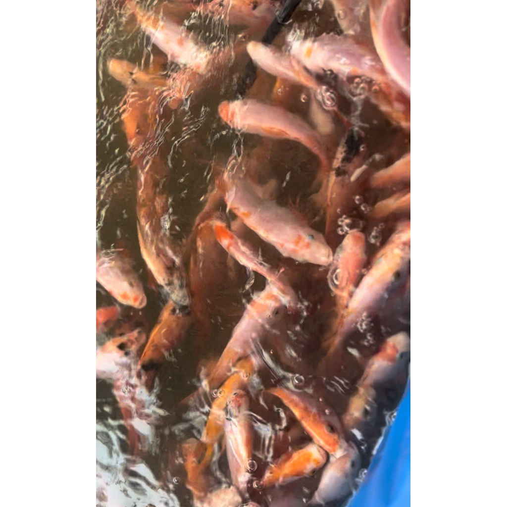 IKAN NILA MERAH segar perkilo langsung dari kolam