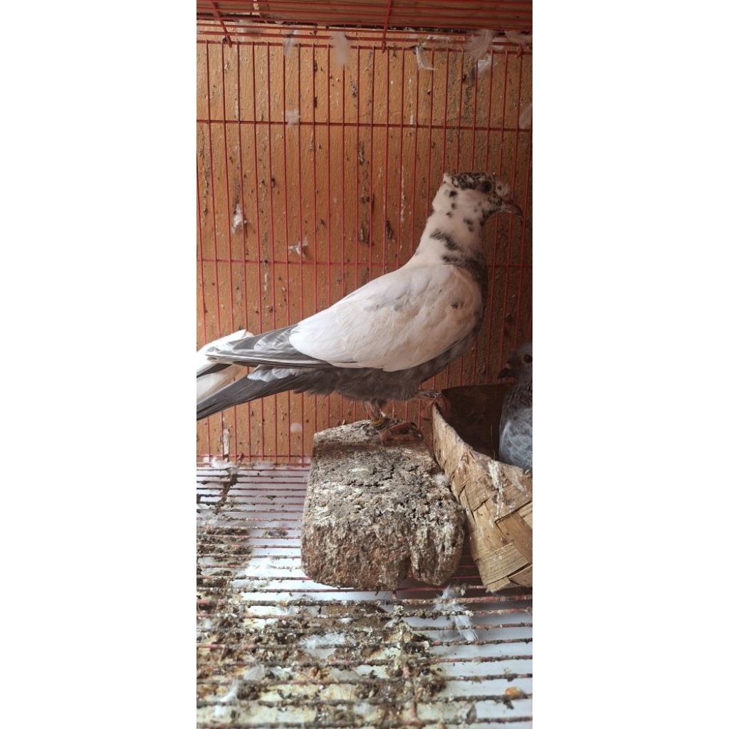 merpati anakan blorok jambul