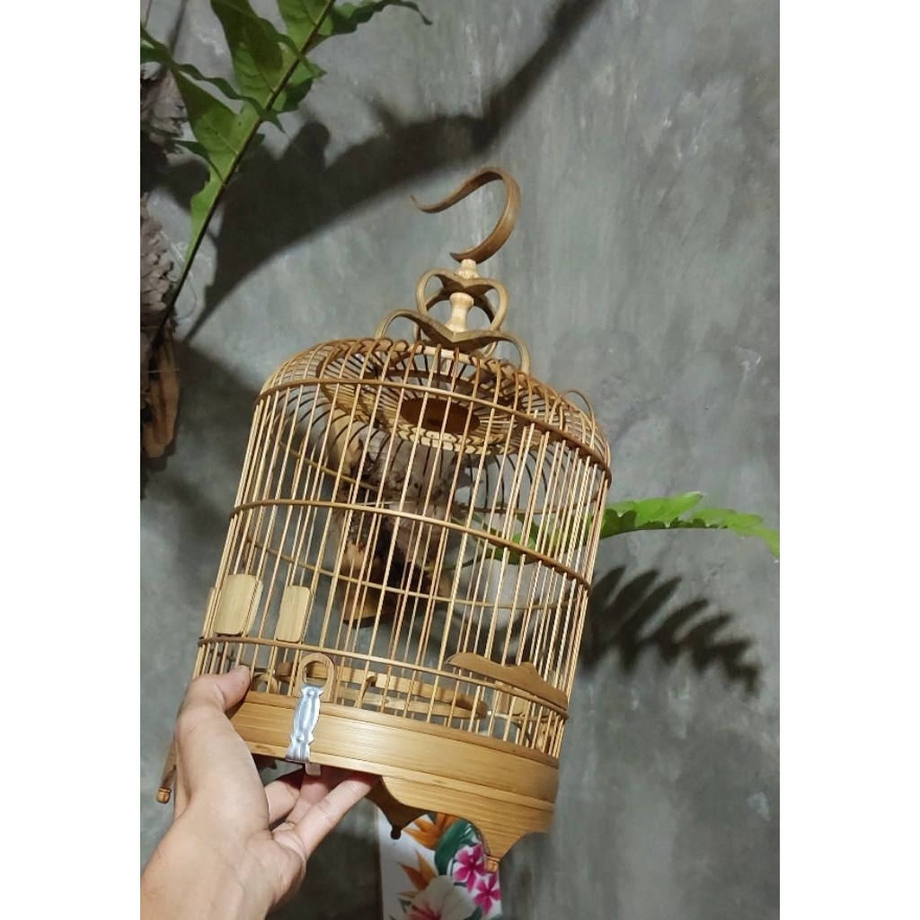 Sangkar cungkok burcil