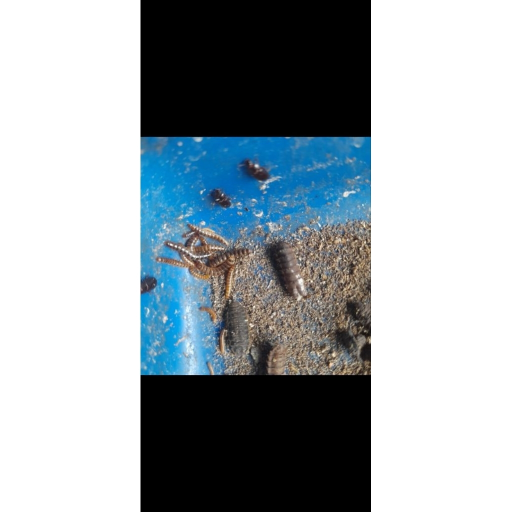 ulat kandang hidup untuk  pakan burung dan reptil 50 gram