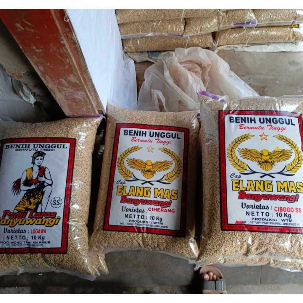 (10kg) BENIH PADI inpari 32, logawa, cibogo, ciherang. andalan petani jember