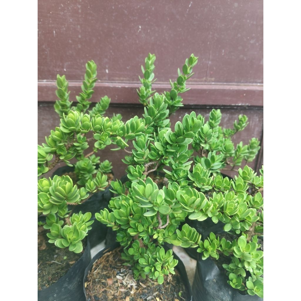 Santigi mawar hybrid