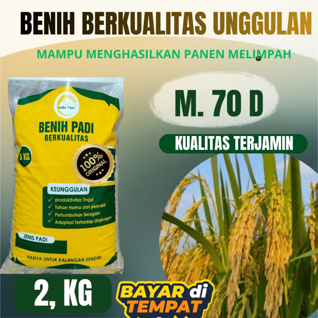 Benih padi M70D unggul berkualitas 2kg benih padi m70d