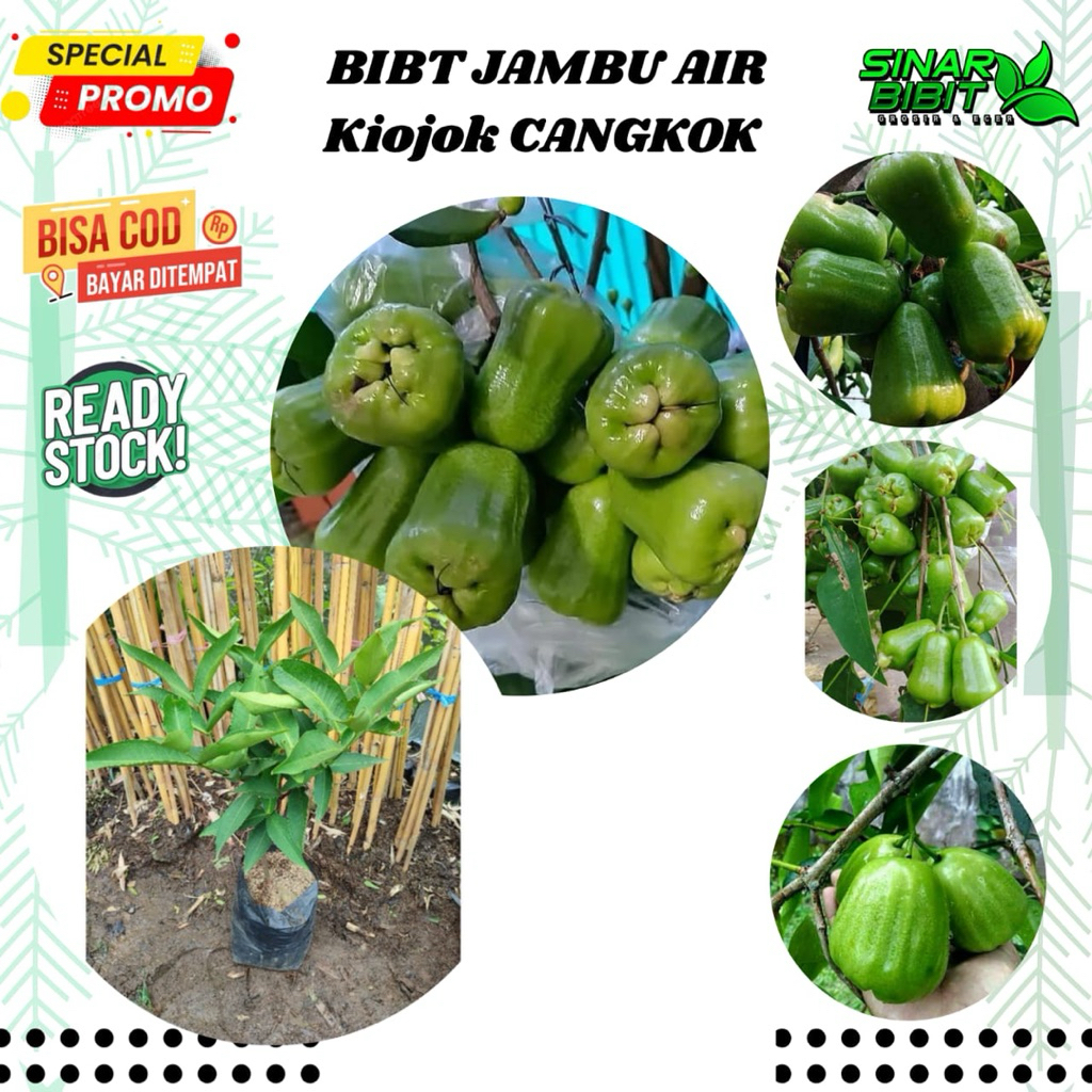bibit jambu air kiojok hasil cangkok