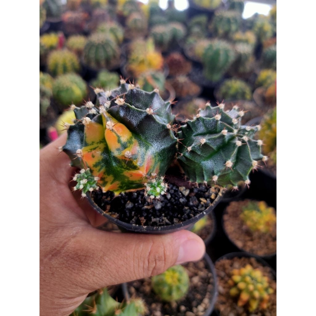 GYMNO HONEYLINE VARIGATA SIZE INDUKAN DI POT 8CM//KAKTUS//KAKTUS LUCU//KAKTUS MINI//KAKTUS HIAS//KAK