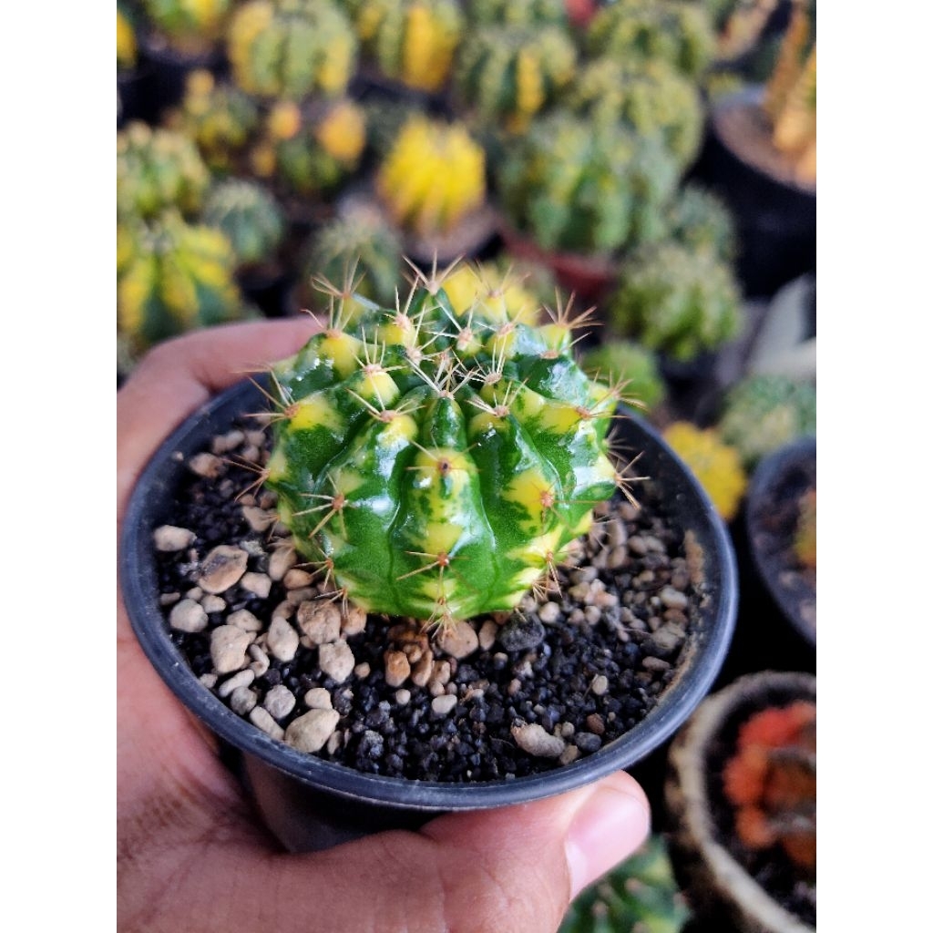 GYMNO LUCKY YELLOW VARIGATA SELECTED 11RIBS OFFSHOT DI POT 8CM//MIHA HYBRID VARIGATA//KAKTUS//KAKTUS