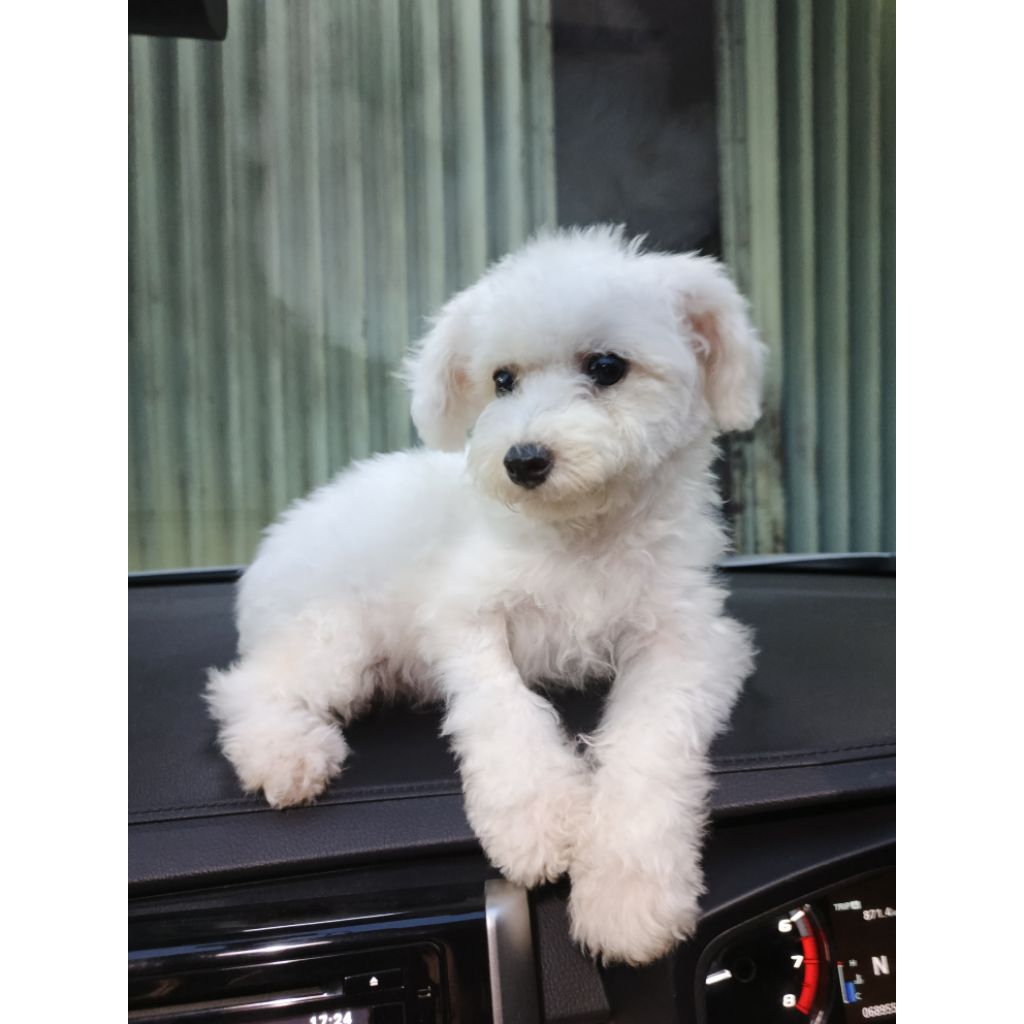 Bichon Frise Betina Puppy