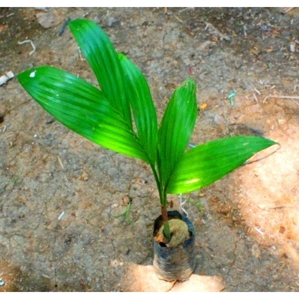 Bibit/Benih pinang unggul hibrida