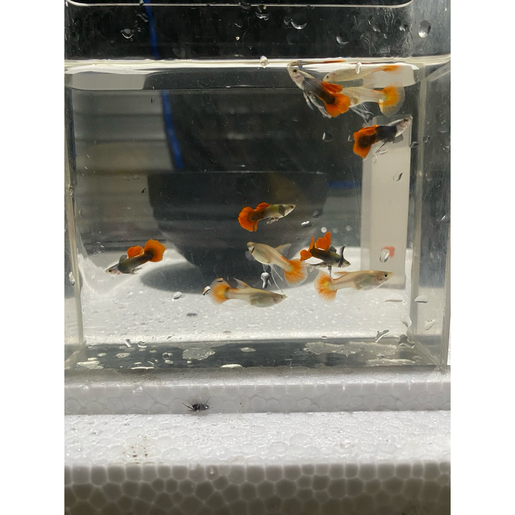 prtde ribbon high fin