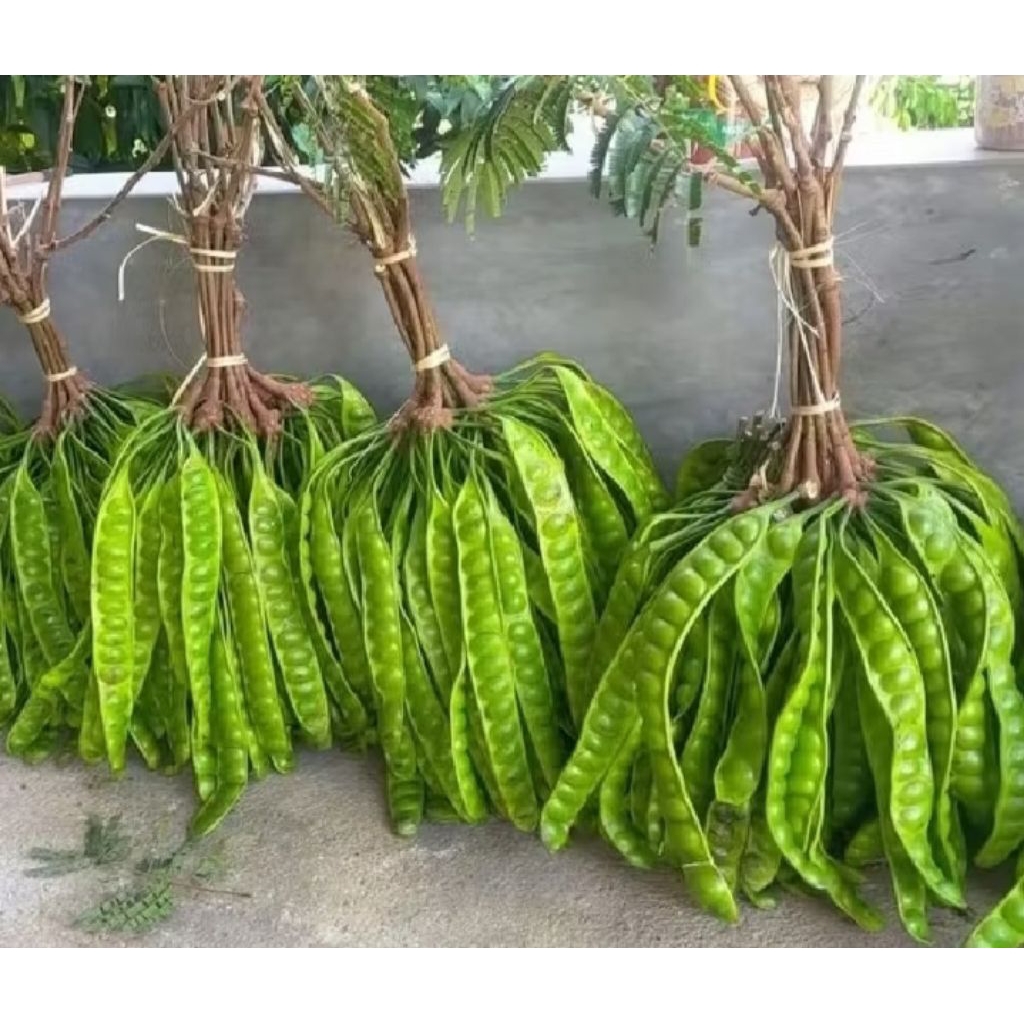 indukan petai bonggol besar pernah bunga