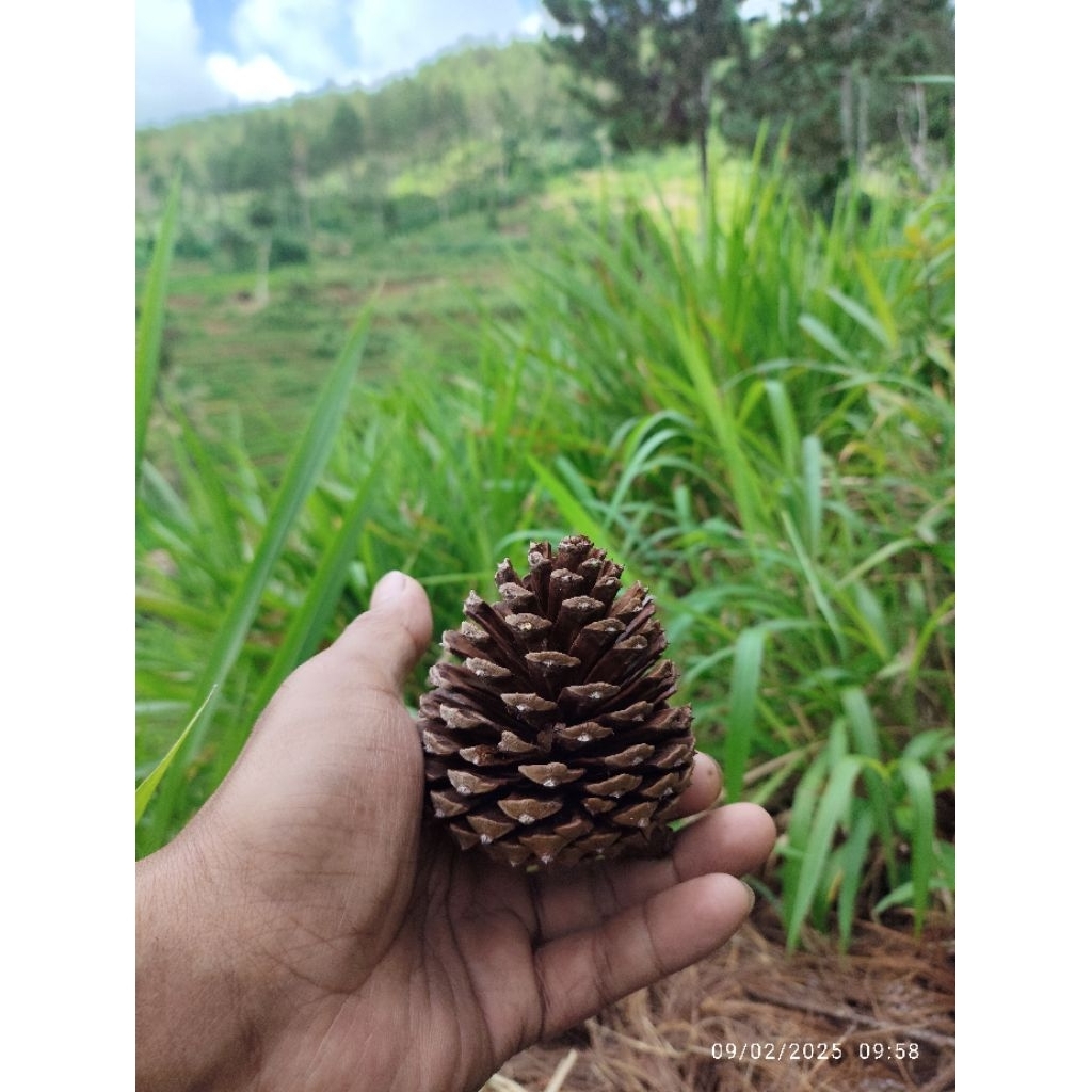 Buah Pinus Putih Besar [pinus super] Kering Alami 1kg, Untuk Kerajinan Dan Dekorasi. Biji Pinus Besa