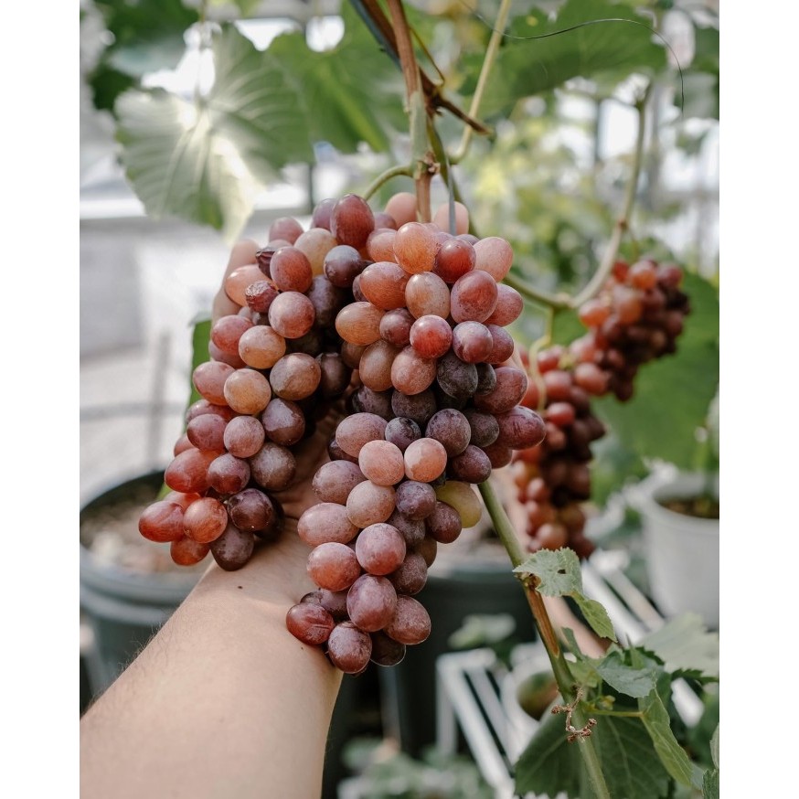 Bibit Anggur Jupiter Grafting Super Genjah