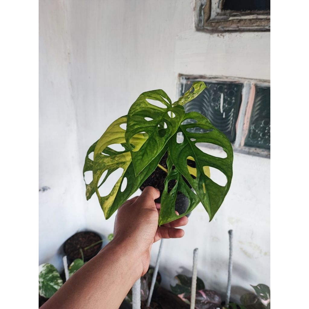 janbol Japan varigata yellow