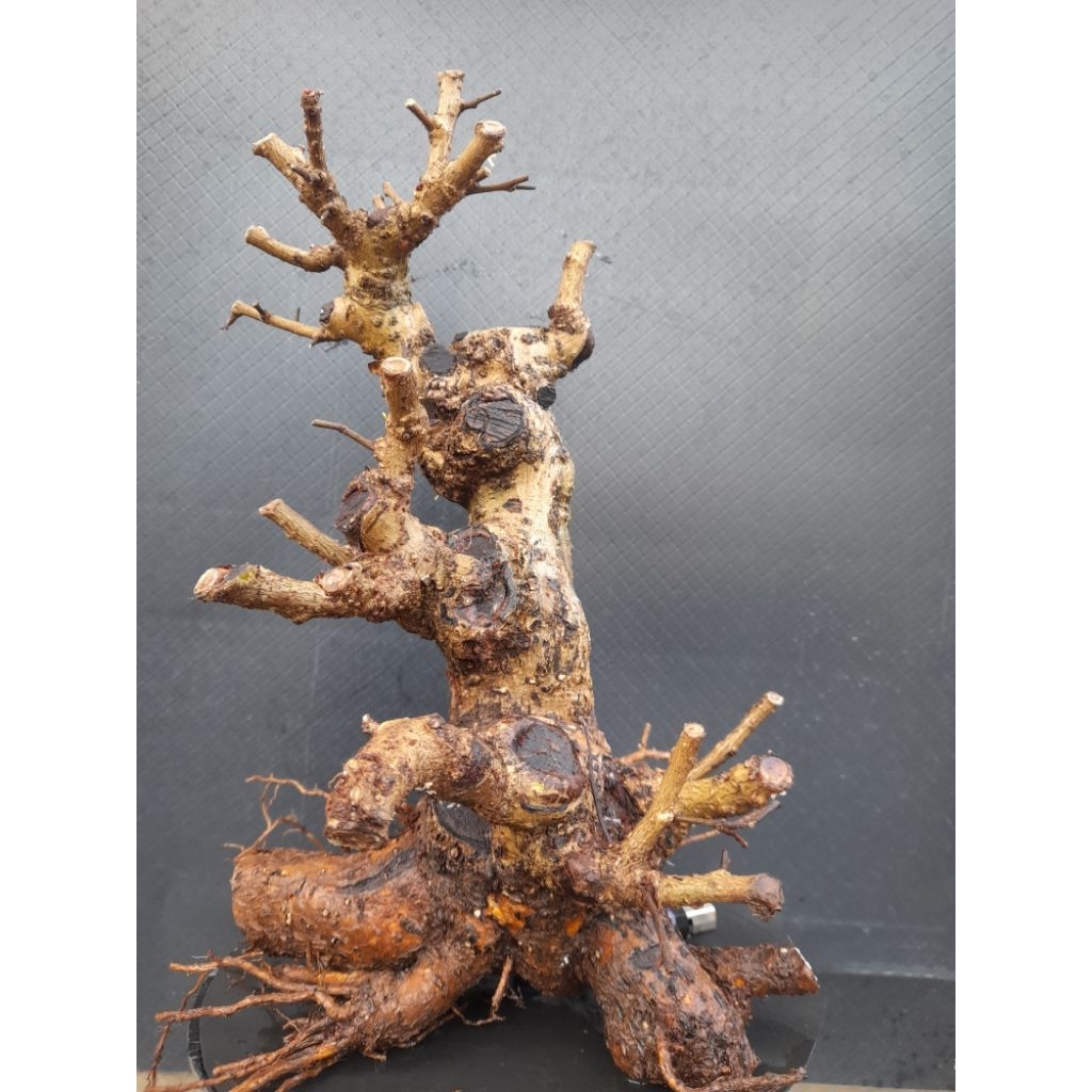 BonBahansai Hokianti Bunga Import Gaya Formal Akar Natural Melingkar Percabangan sudah ada Size Smal