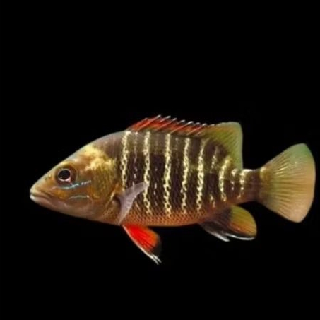 MANGROVE JACK UKURAN 2 JARI