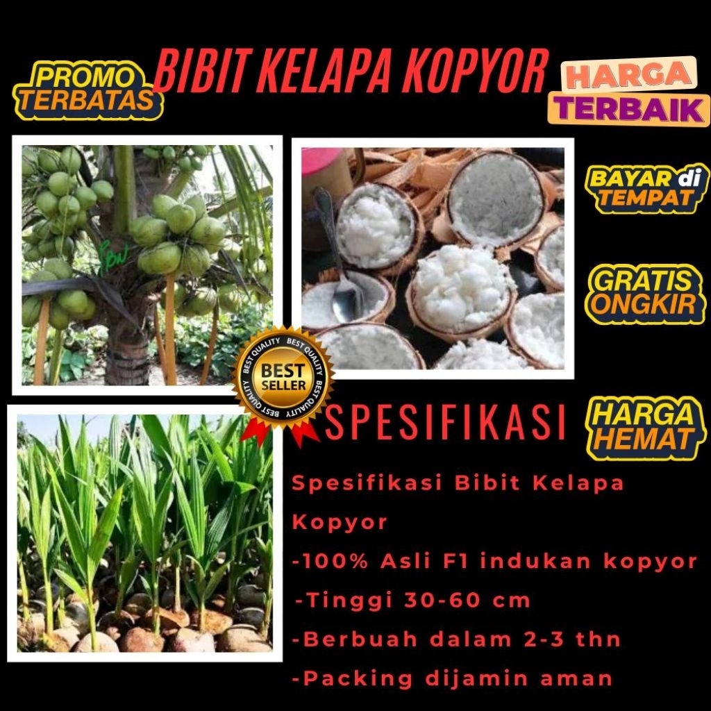 PROMO  Bibit Kelapa Kopyor, Bibit Kelapa Kopyor Asli, Bibit Kelapa Kopyor Bersertifikat