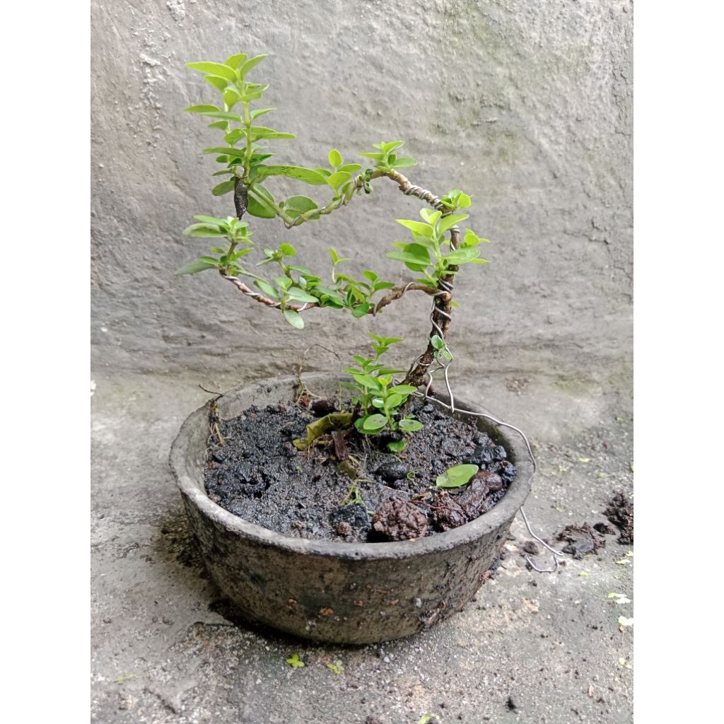stek bonsai sancang