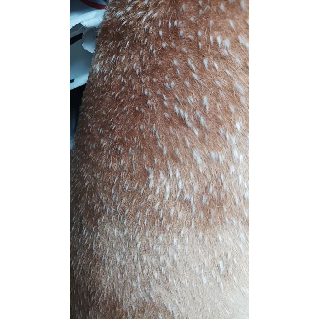 Kain Bulu Motif Rusa Faux Fur Animal Printing