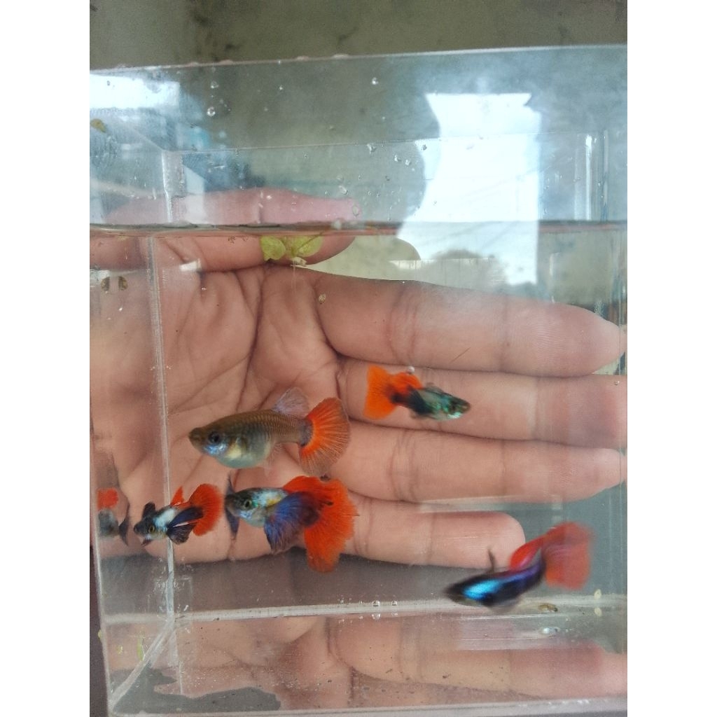 ikan guppy PRTDE ekor merah cerah sepasang 5rb