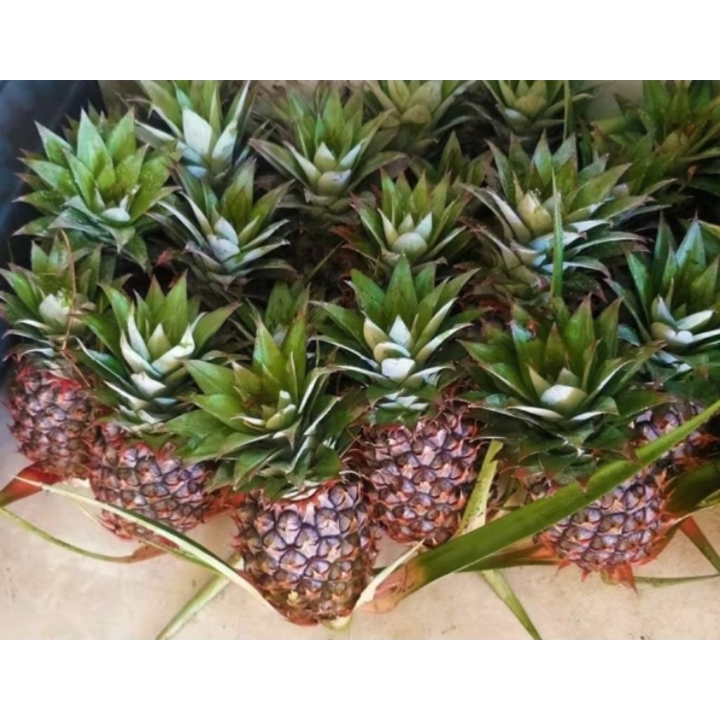 Buah nanas muda obat herbal mujarab