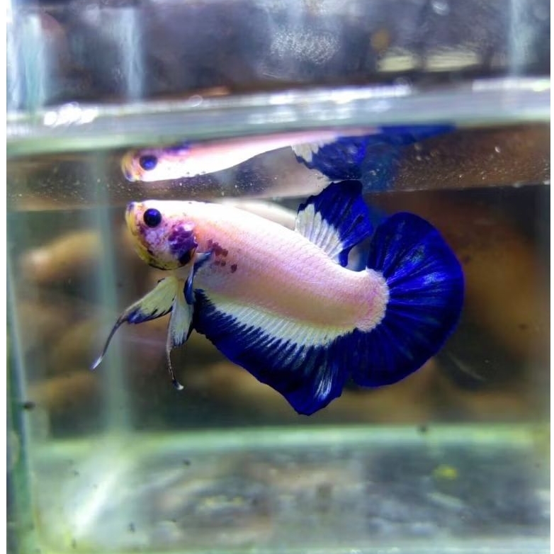 Plakat Male Marble BlueRim Butterfly Clinbody