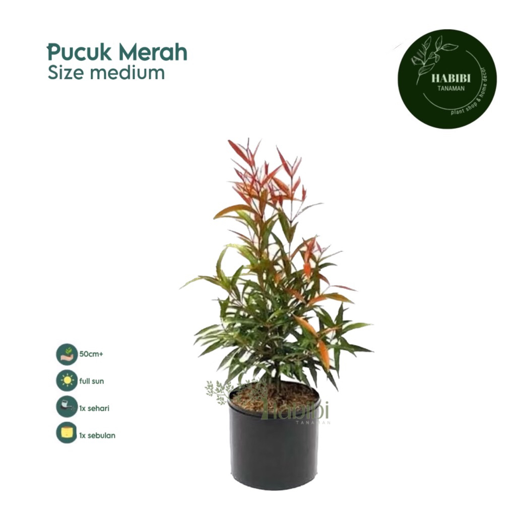 Tanaman hias pucuk merah - pohon pucuk merah 50cm